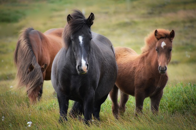 trois chevaux dans un champ