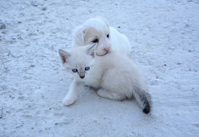 un chiot et un chaton