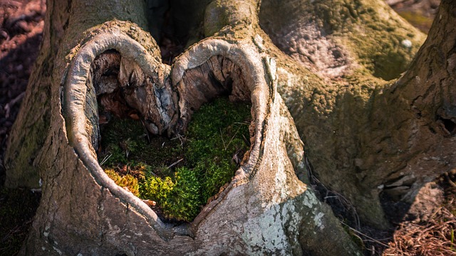forme de coeur dans un tronc d'arbre