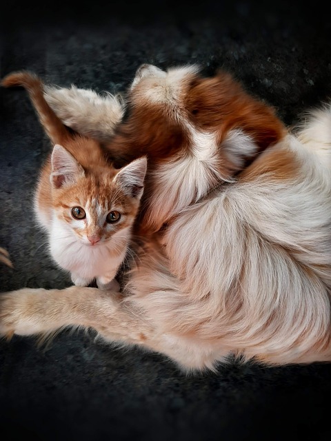 Chat avec un chien