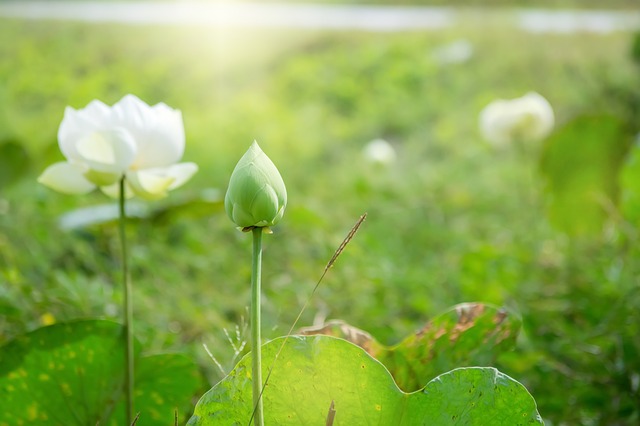 Un lotus blanc