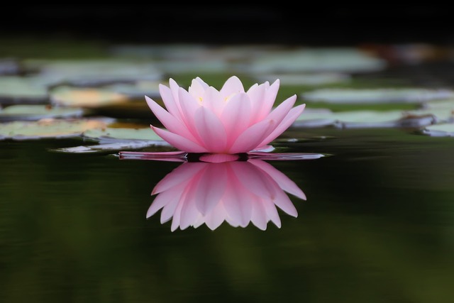 lotus rose sur l'eau