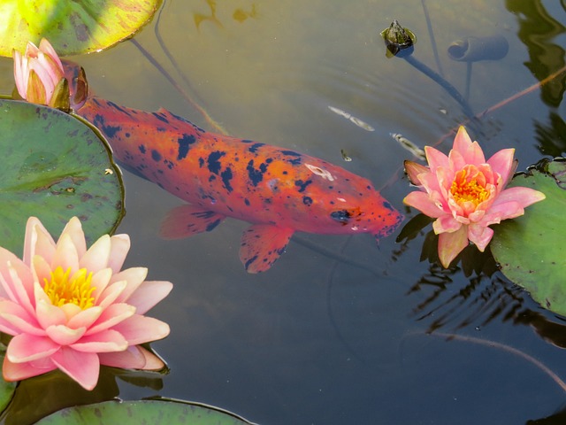 une carpe dans l'eau